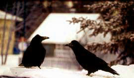 Raven